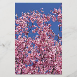 Sakura Kirschblüten im Blauen Briefpapier