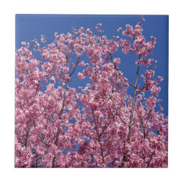 Sakura Kirschblüten im Blauen Fliese