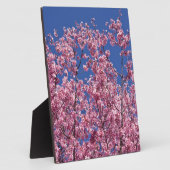 Sakura Kirschblüten im Blauen Fotoplatte (Seite)