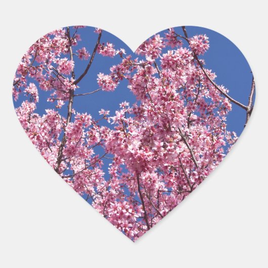 Sakura Kirschblüten im Blauen Herz-Aufkleber (Vorderseite)