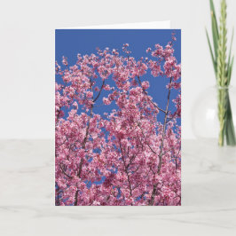 Sakura Kirschblüten im Blauen Karte