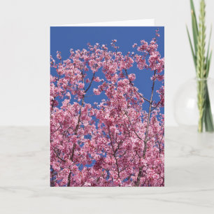 Sakura Kirschblüten im Blauen Karte