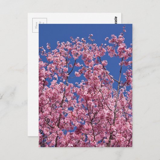 Sakura Kirschblüten im Blauen Postkarte (Vorne/Hinten)