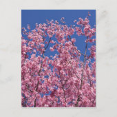 Sakura Kirschblüten im Blauen Postkarte (Vorderseite)