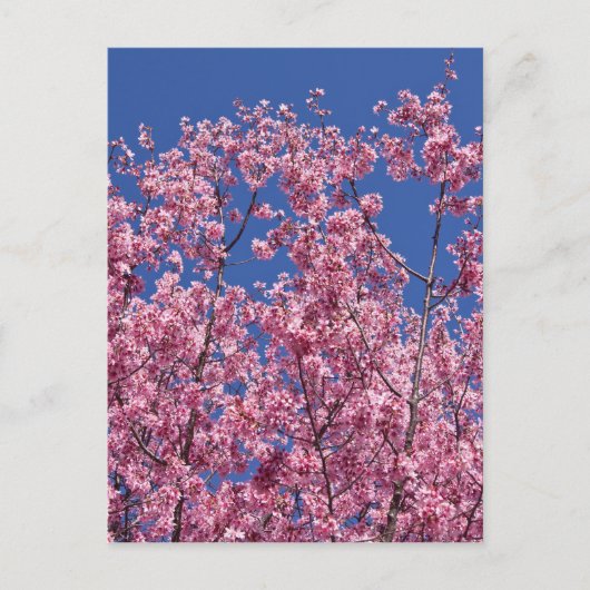 Sakura Kirschblüten im Blauen Postkarte (Vorderseite)