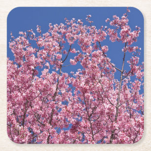 Sakura Kirschblüten im Blauen Rechteckiger Pappuntersetzer