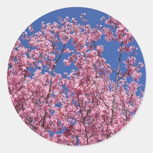 Sakura Kirschblüten im Blauen Runder Aufkleber (Vorderseite)