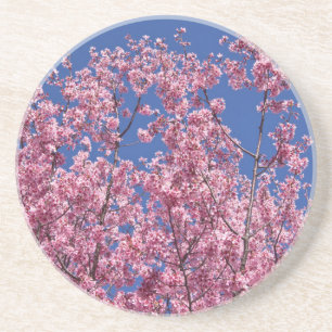 Sakura Kirschblüten im Blauen Untersetzer