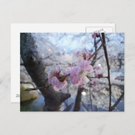 Sakura - Kirschblüten im Kajo Park Postkarte (Vorne/Hinten)