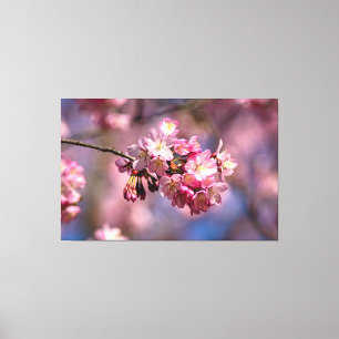 Sakura-Kirschblüten in rosa Farben des Frühlings Leinwanddruck
