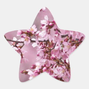 Sakura Kirschblüten Pastellrosa Schichten Stern-Aufkleber