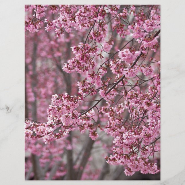Sakura Kirschblüten pink (Vorderseite)