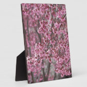 Sakura Kirschblüten pink Fotoplatte (Seite)