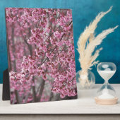 Sakura Kirschblüten pink Fotoplatte (Seite)