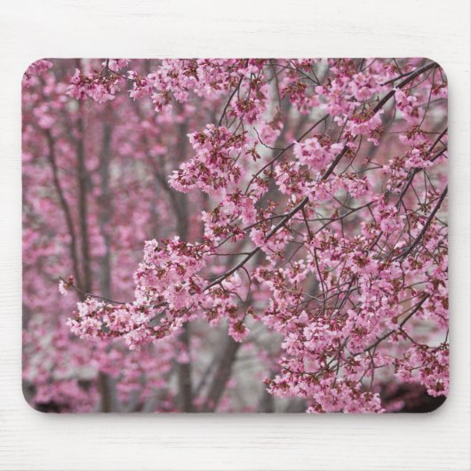 Sakura Kirschblüten pink Mousepad (Vorne)