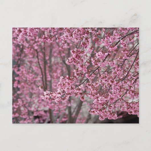 Sakura Kirschblüten pink Postkarte (Vorderseite)