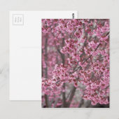 Sakura Kirschblüten pink Postkarte (Vorne/Hinten)