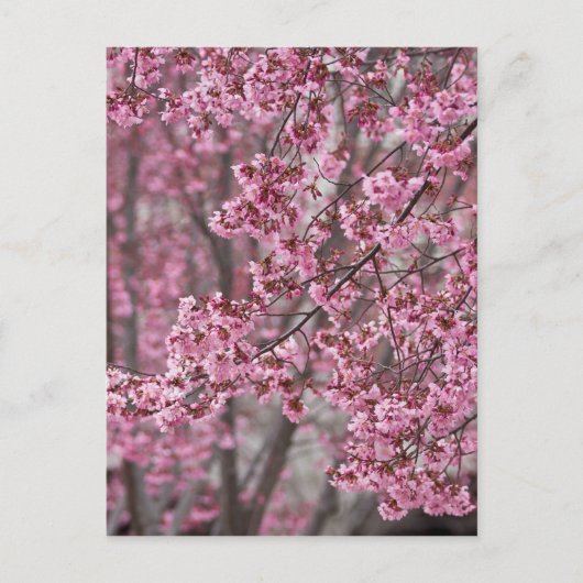 Sakura Kirschblüten pink Postkarte (Vorderseite)