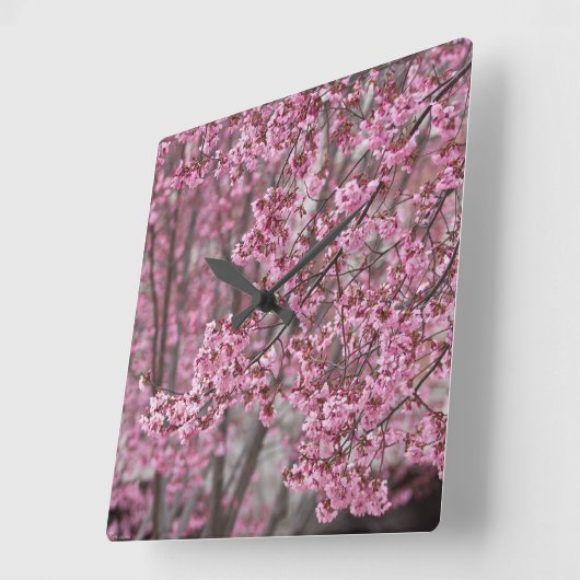 Sakura Kirschblüten pink Quadratische Wanduhr (Winkel)