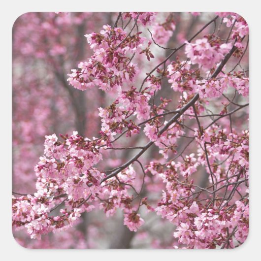 Sakura Kirschblüten pink Quadratischer Aufkleber (Vorderseite)
