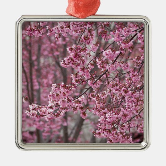 Sakura Kirschblüten pink Silbernes Ornament (Vorne)