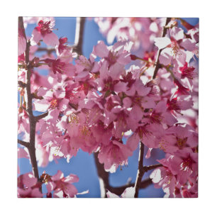 Sakura Kirschblüten Rote Sterne Fliese
