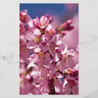 Sakura Kirschblüten von Sonnenlicht geküsst Briefpapier
