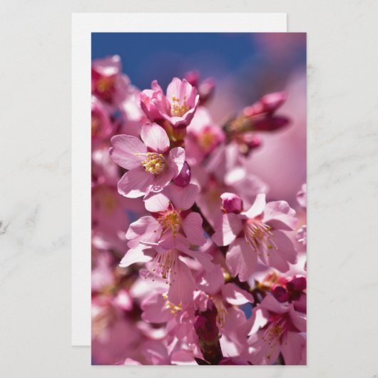 Sakura Kirschblüten von Sonnenlicht geküsst Briefpapier (Vorne/Hinten)