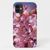 Sakura Kirschblüten von Sonnenlicht geküsst