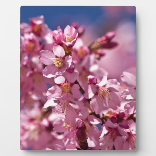 Sakura Kirschblüten von Sonnenlicht geküsst Fotoplatte (Vorderseite)