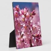 Sakura Kirschblüten von Sonnenlicht geküsst Fotoplatte (Seite)