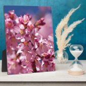 Sakura Kirschblüten von Sonnenlicht geküsst Fotoplatte (Seite)