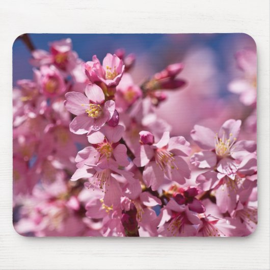 Sakura Kirschblüten von Sonnenlicht geküsst Mousepad (Vorne)