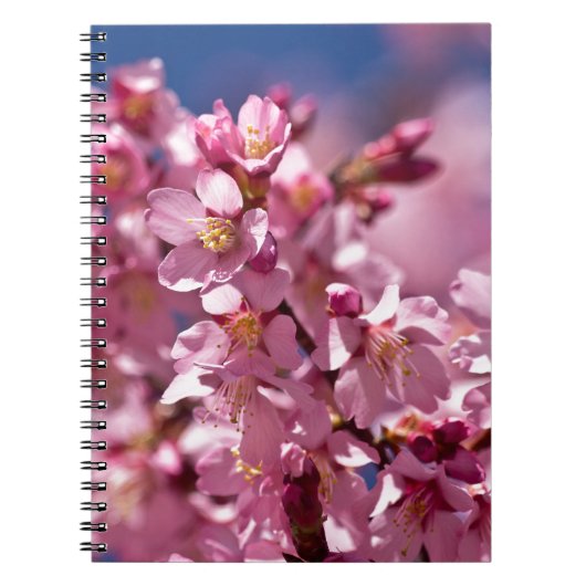 Sakura Kirschblüten von Sonnenlicht geküsst Notizblock (Vorderseite)