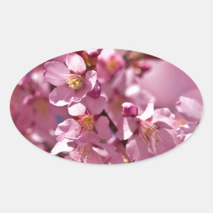 Sakura Kirschblüten von Sonnenlicht geküsst Ovaler Aufkleber