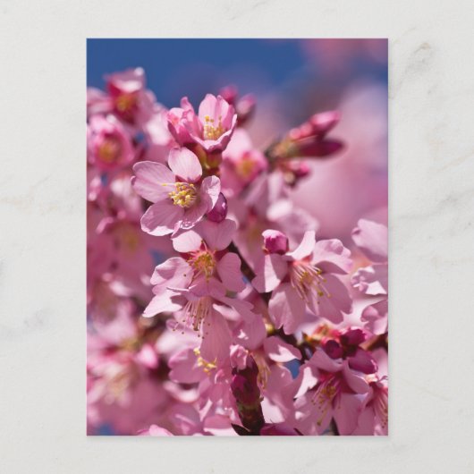 Sakura Kirschblüten von Sonnenlicht geküsst Postkarte (Vorderseite)