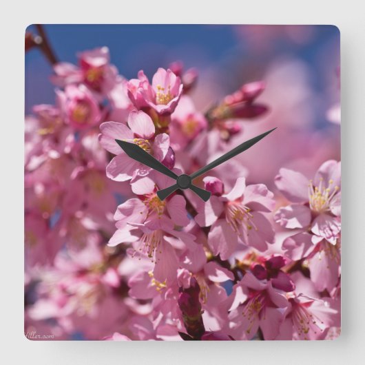 Sakura Kirschblüten von Sonnenlicht geküsst Quadratische Wanduhr (Vorderseite)