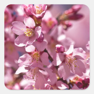 Sakura Kirschblüten von Sonnenlicht geküsst Quadratischer Aufkleber