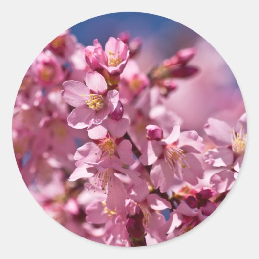 Sakura Kirschblüten von Sonnenlicht geküsst Runder Aufkleber (Vorderseite)