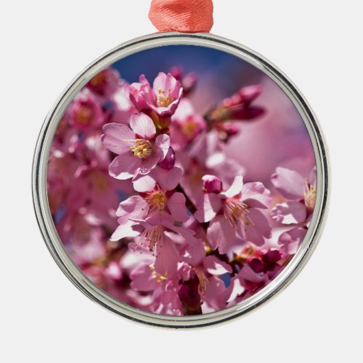 Sakura Kirschblüten von Sonnenlicht geküsst Silbernes Ornament (Vorne)
