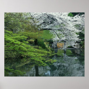 Sakura, Koishikawa Koraku-en Garden, Tokio, Poster