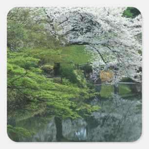 Sakura, Koishikawa Koraku-en Garden, Tokio Quadratischer Aufkleber