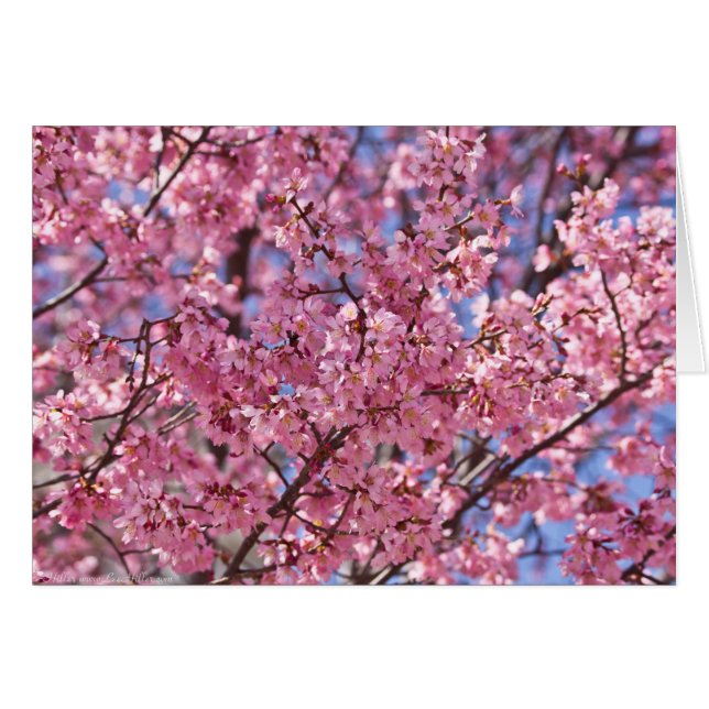 Sakura Pink Cherry Blossom Sky (Vorderseite (Horizontal))