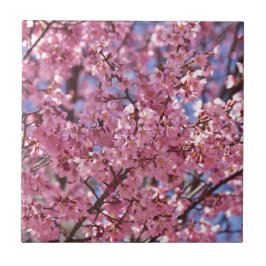 Sakura Pink Cherry Blossom Sky Fliese