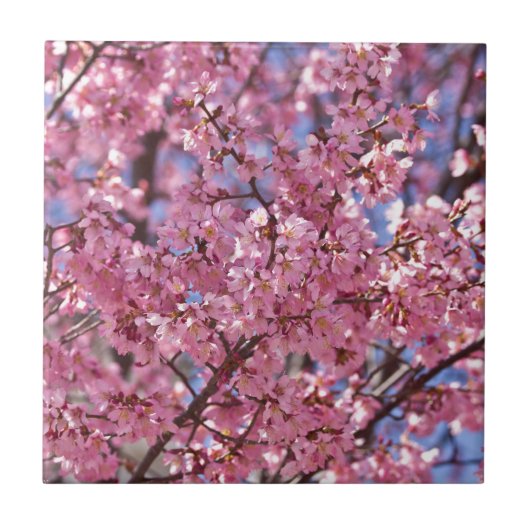 Sakura Pink Cherry Blossom Sky Fliese (Vorderseite)