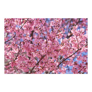 Sakura Pink Cherry Blossom Sky Fotodruck
