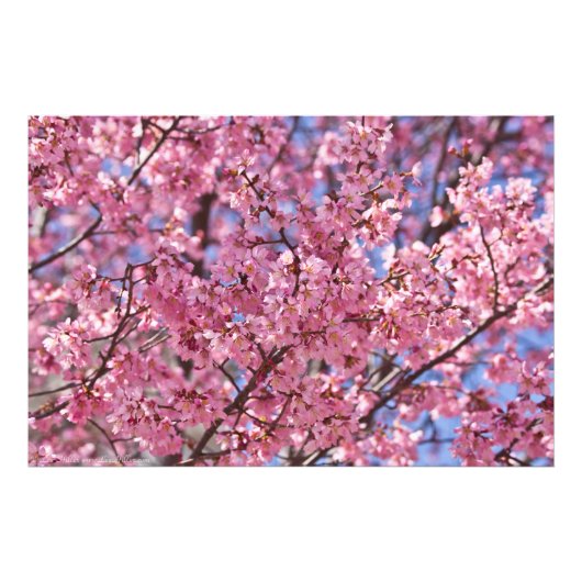 Sakura Pink Cherry Blossom Sky Fotodruck (Vorne)
