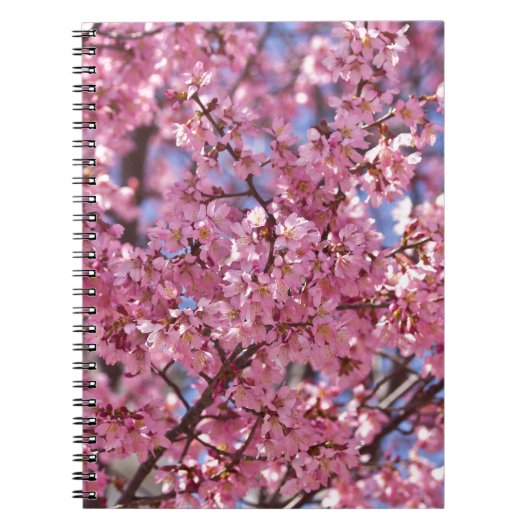 Sakura Pink Cherry Blossom Sky Notizblock (Vorderseite)