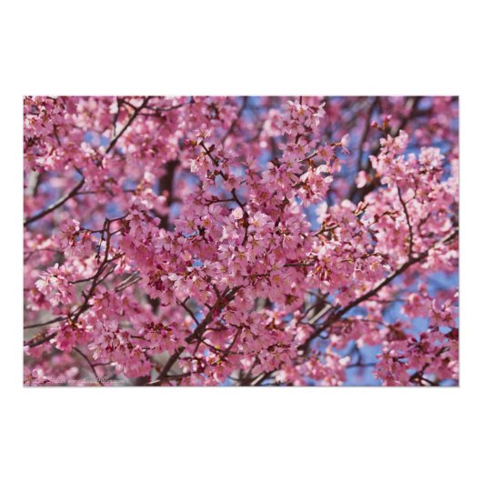 Sakura Pink Cherry Blossom Sky Poster (Vorderseite)