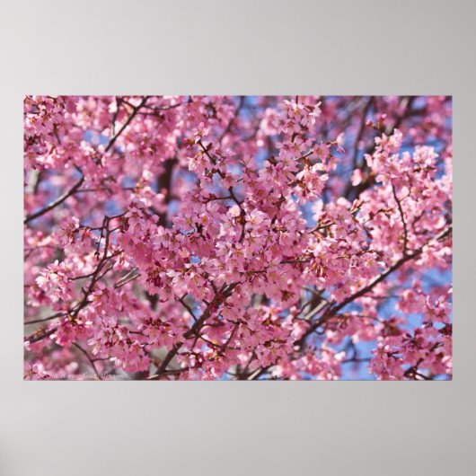 Sakura Pink Cherry Blossom Sky Poster (Vorne)
